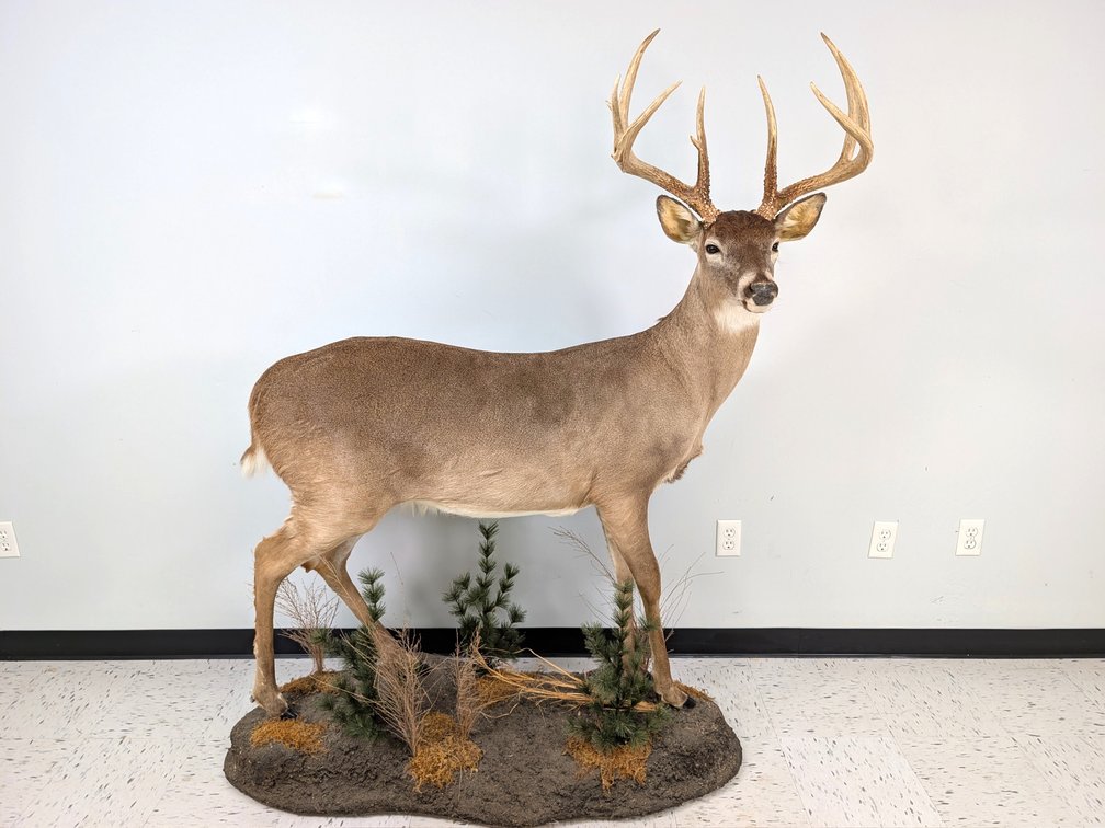 10 Pt Typical Whitetail Full Body Mount On Habitat Base