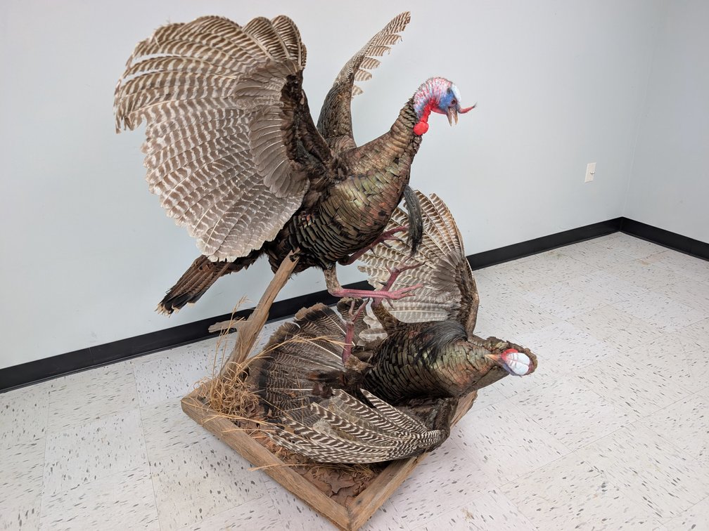 Two Fighting Turkeys On Habitat Base