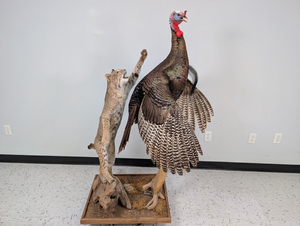 Bobcat Chasing Turkey On Habitat Base