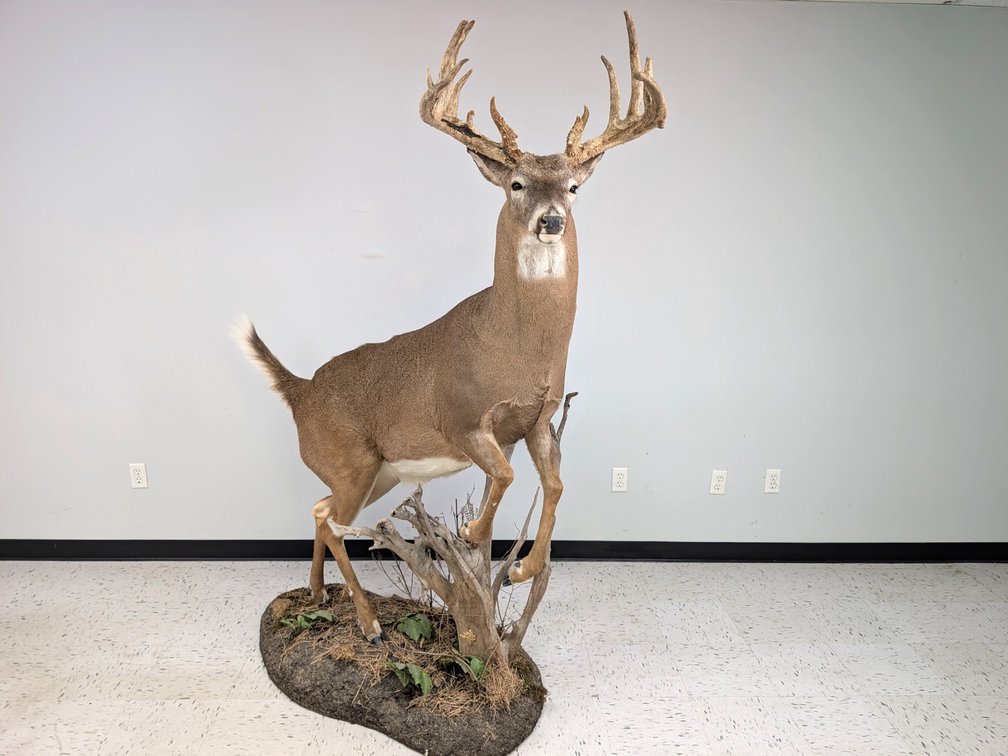 15 Pt Whitetail Full Size On Habitat Base