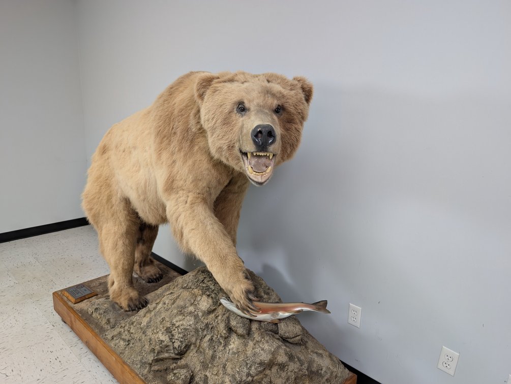 Grizzly Bear Mounted On Habitat Base