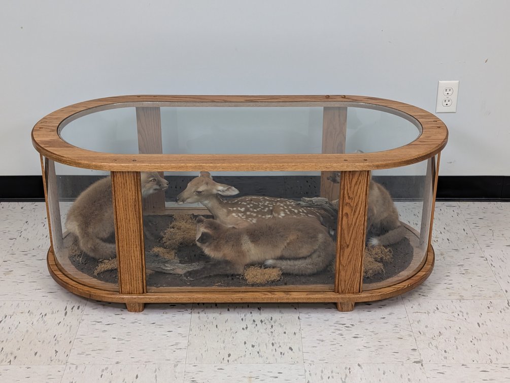 Three Fox Kits and Fawn In Coffee Table Display Case