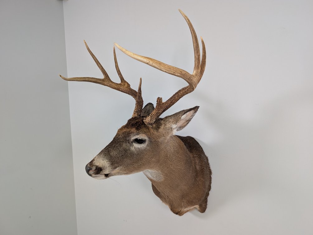 8 Point Whitetail