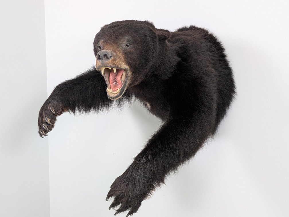 Black Bear