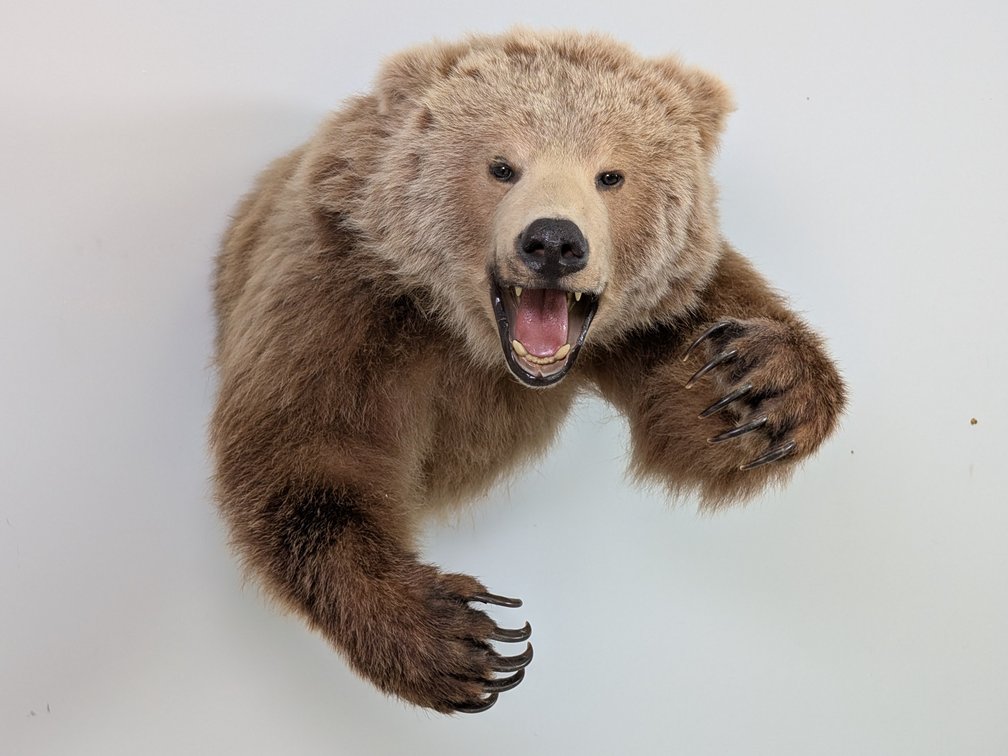 Kodiak Brown Bear