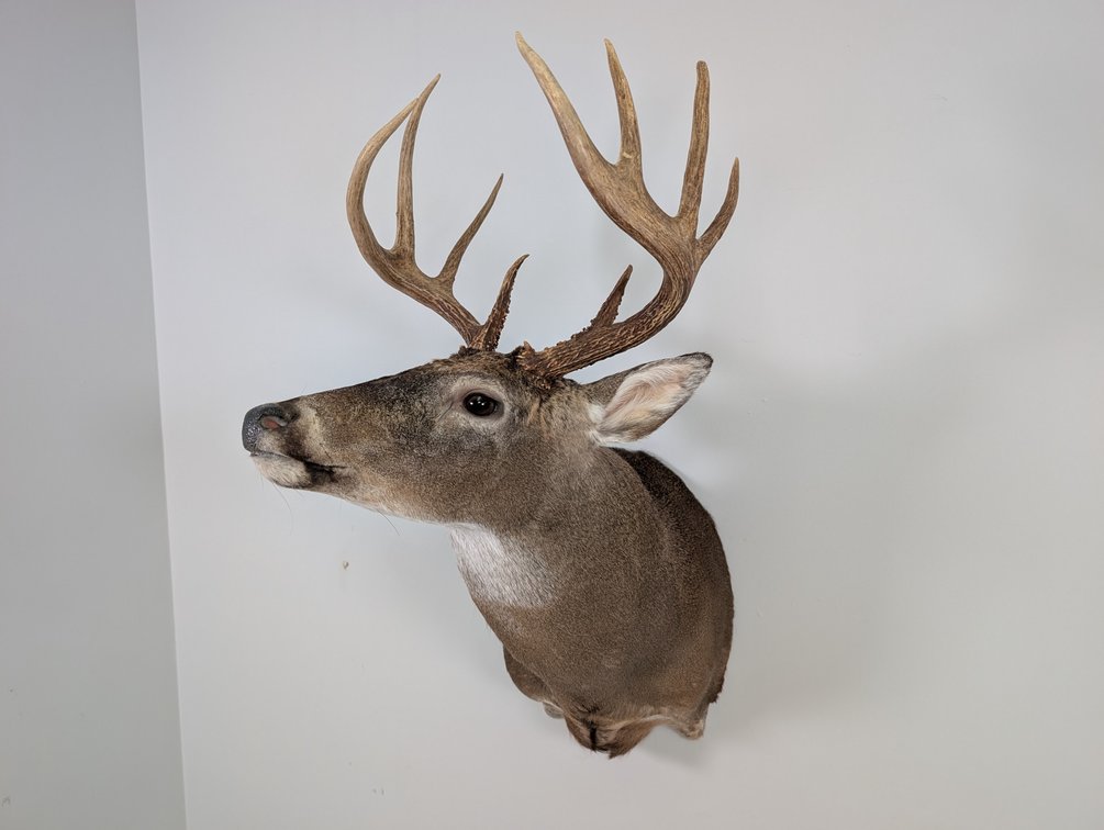 9 Pt Whitetail