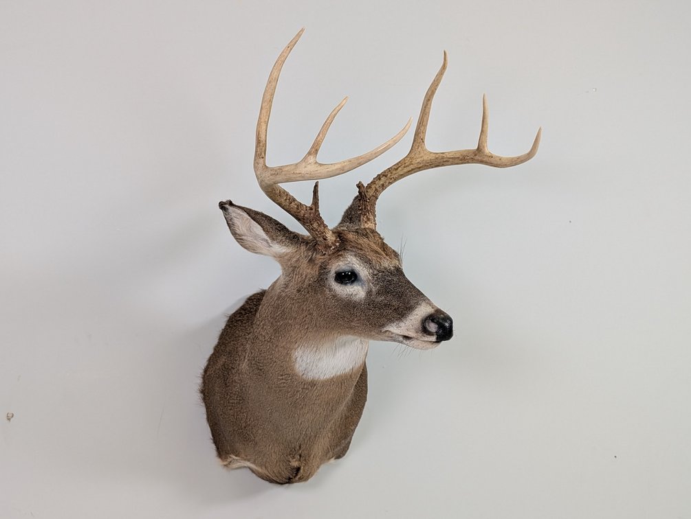 8 Pt Whitetail