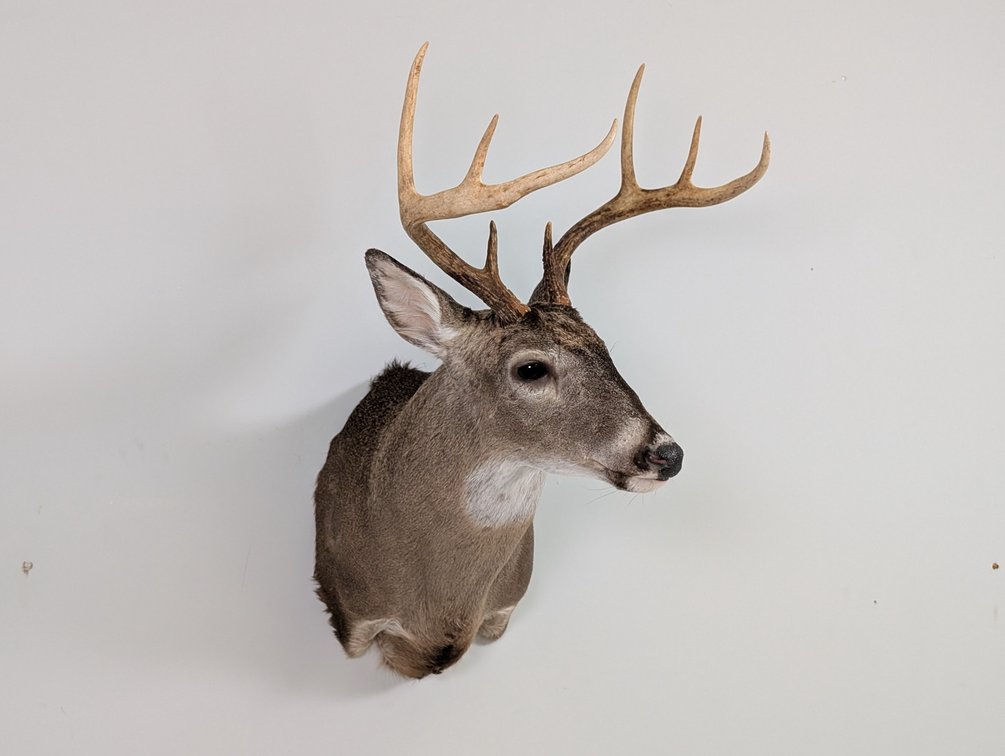 8 Pt Whitetail