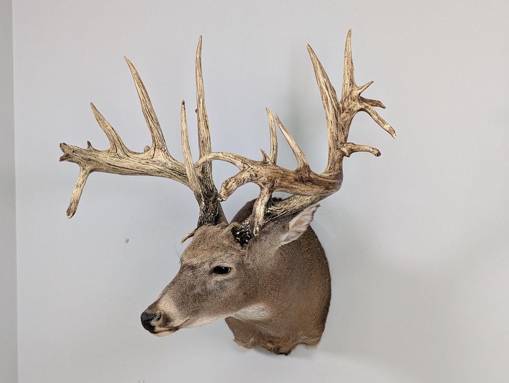 22 Pt Whitetail Replica