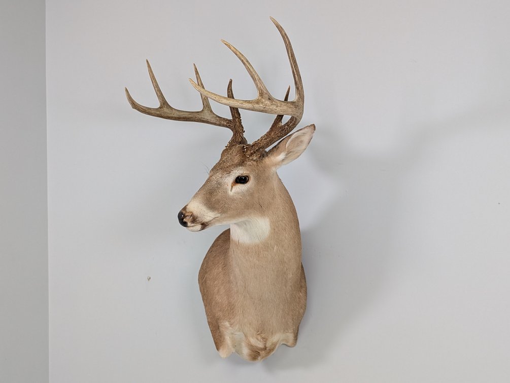 8 Pt Whitetail
