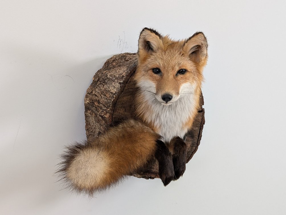 Red Fox In Log