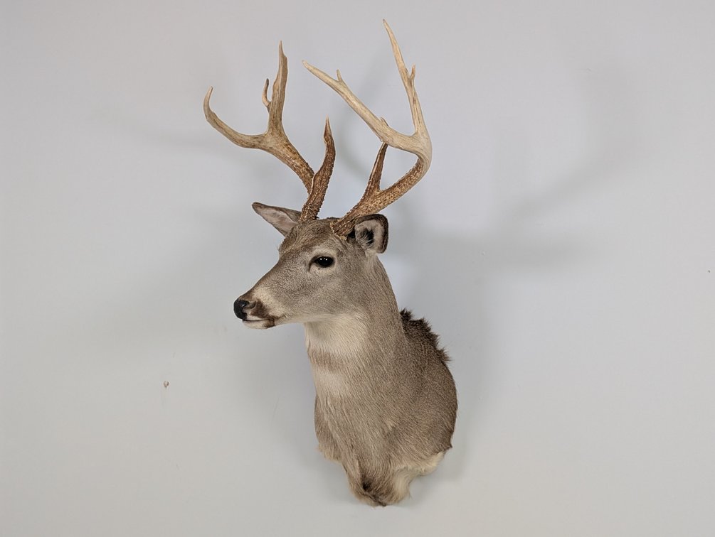 9 Pt Whitetail
