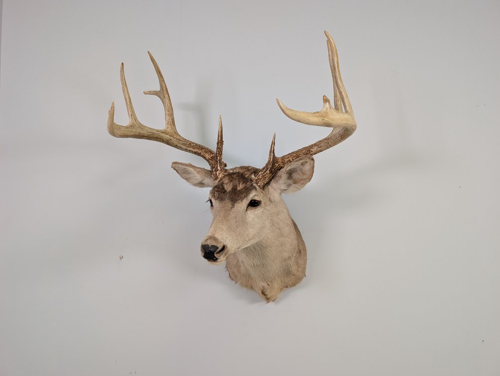 11 Pt Whitetail