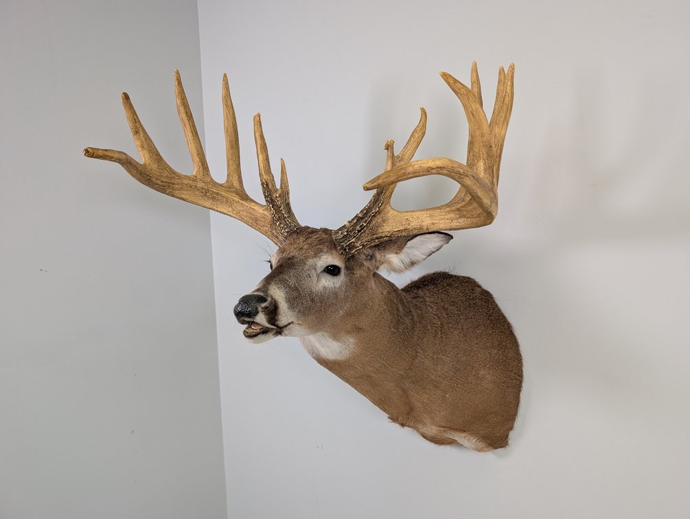 14 Pt Whitetail Replica