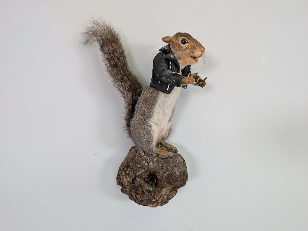 Squirrel 
