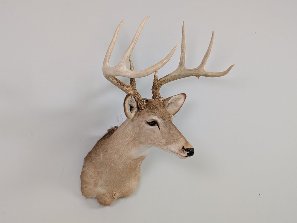 8 Pt Whitetail