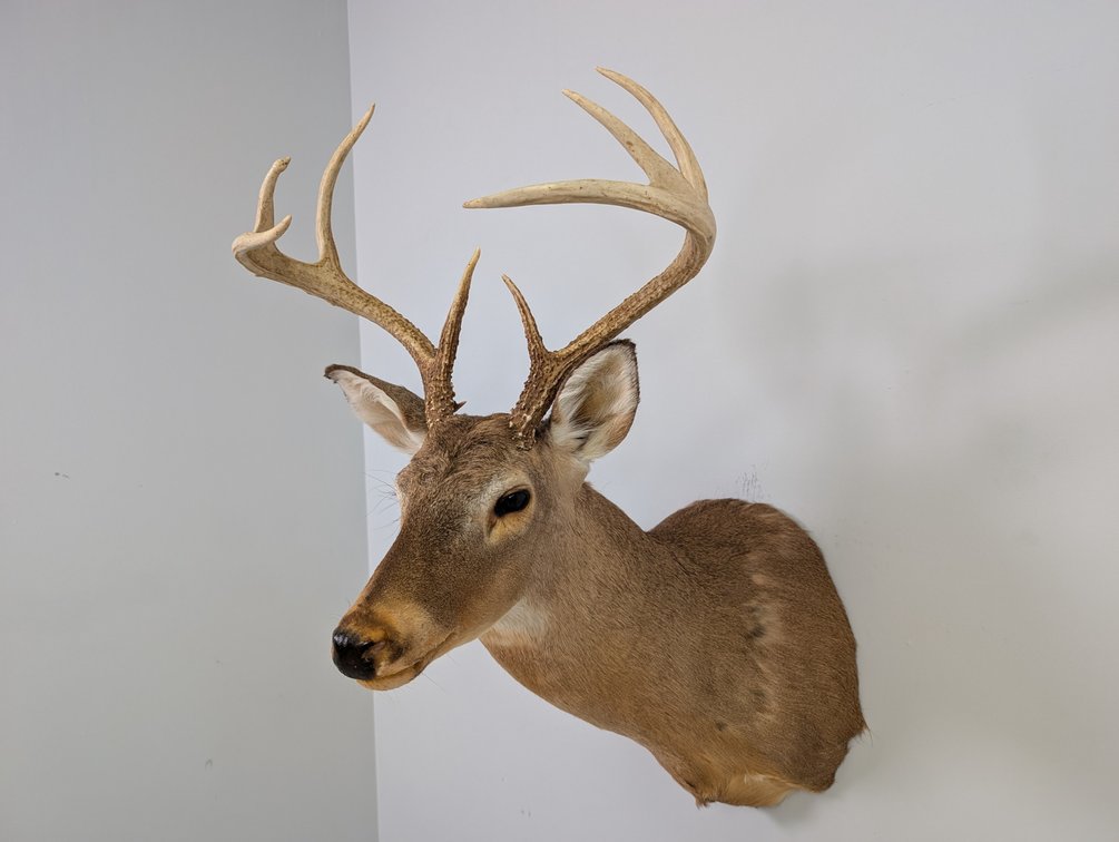 8 Pt Whitetail