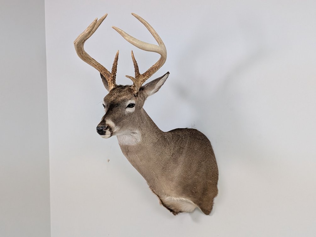 7 Pt Whitetail