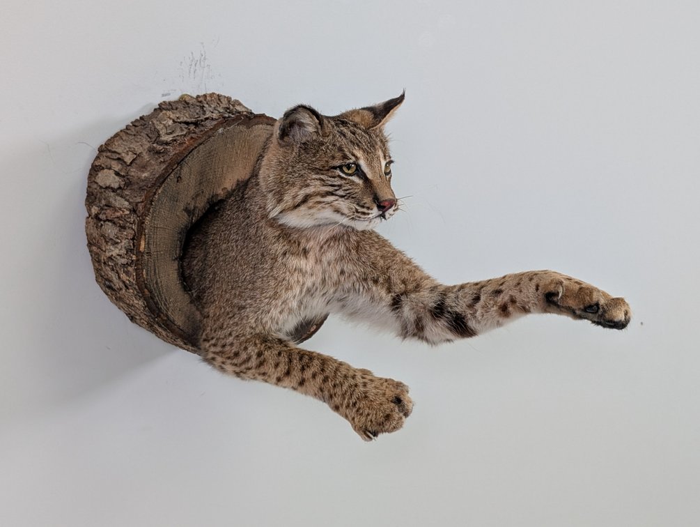 Bobcat In Log