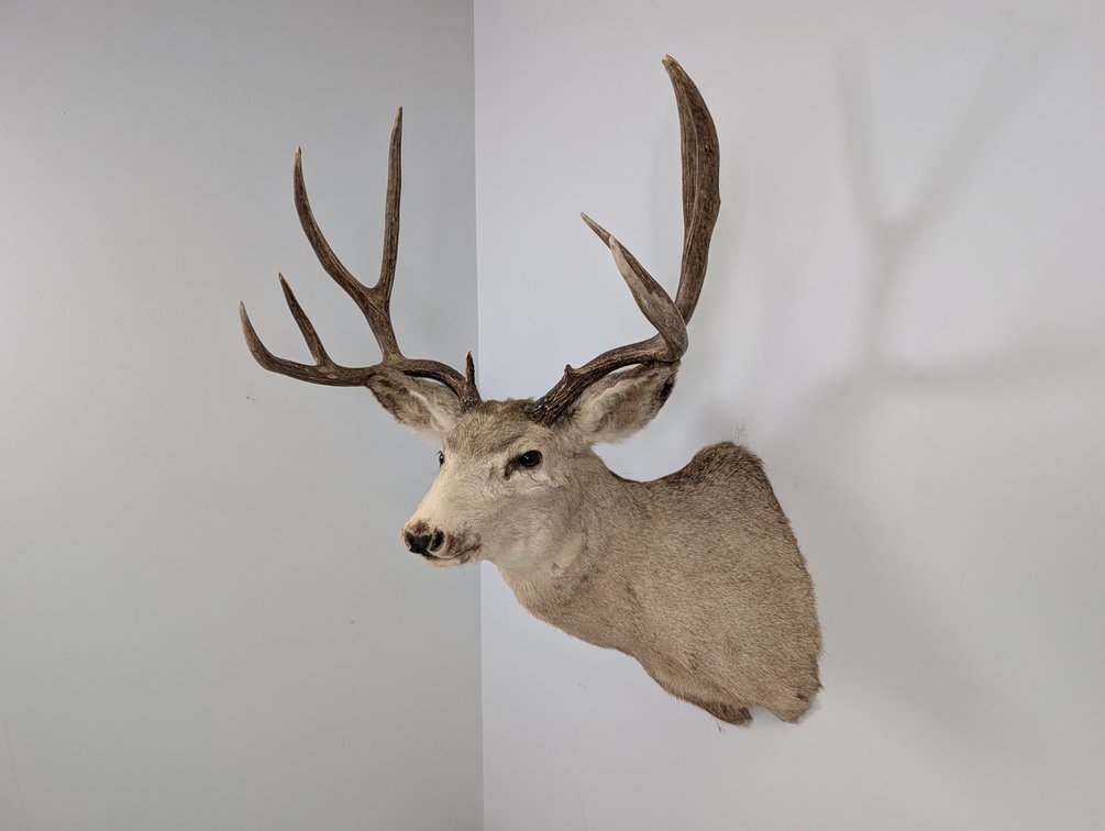 10 Pt Mule Deer