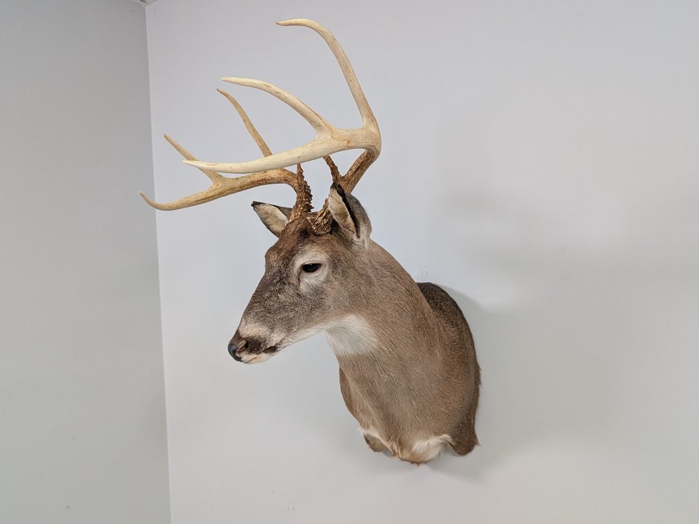 8 Pt Whitetail