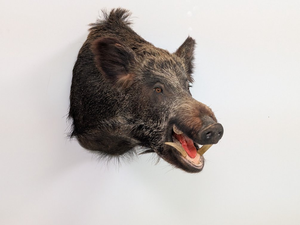 Wild Boar Hog