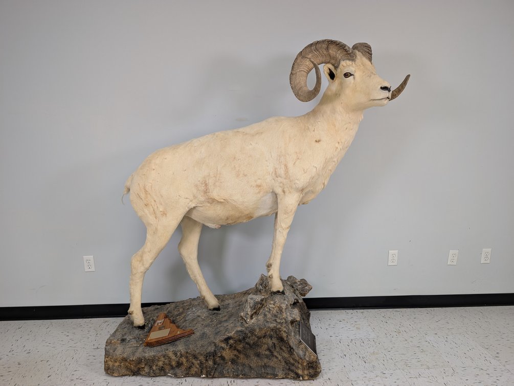 Dall Sheep