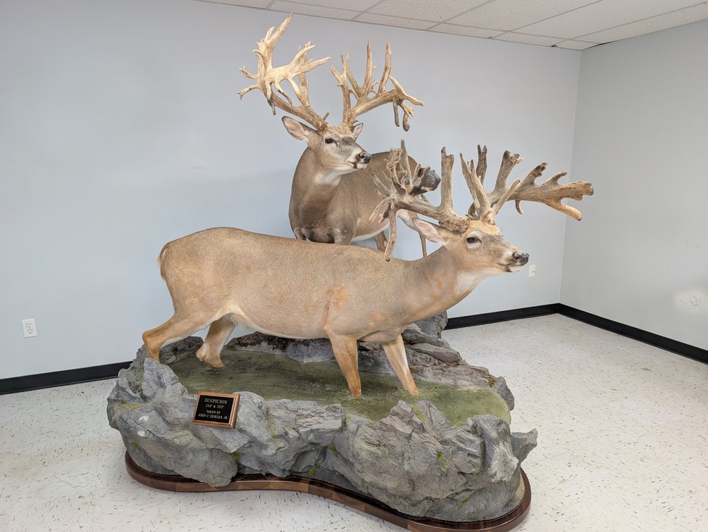 "Suspicion" Two Whitetails On Habitat Base