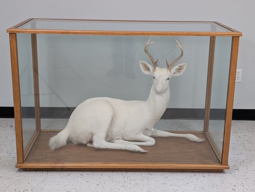 8 Pt Albino Whitetail In Display Case