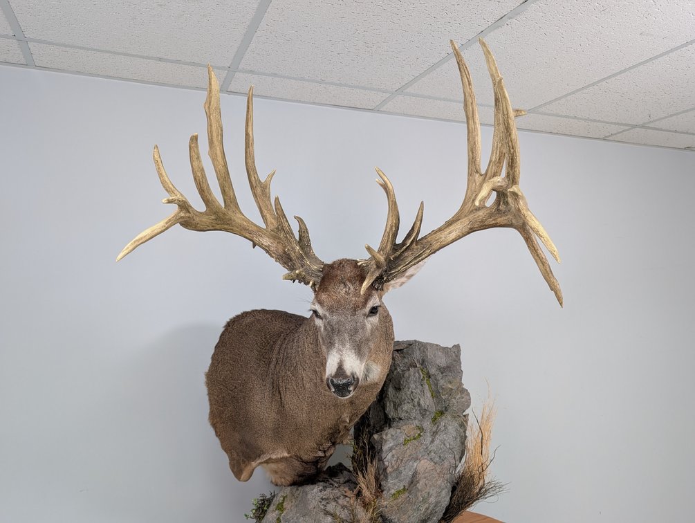 25 Pt Whitetail Replica Pedestal Mount