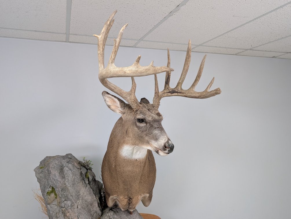 16 Pt Whitetail Pedestal Mount