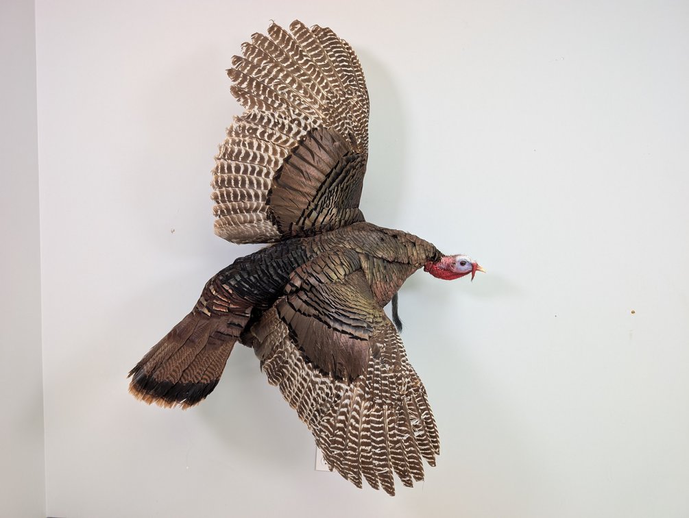 Wild Turkey Wall Mount