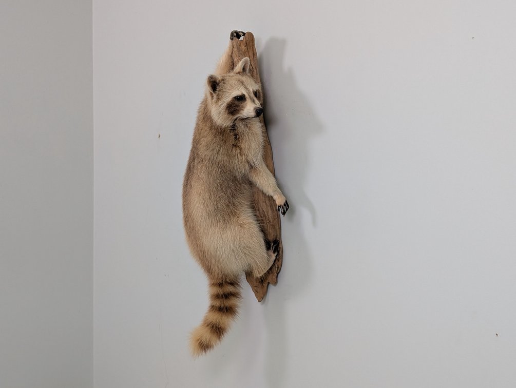 Racoon