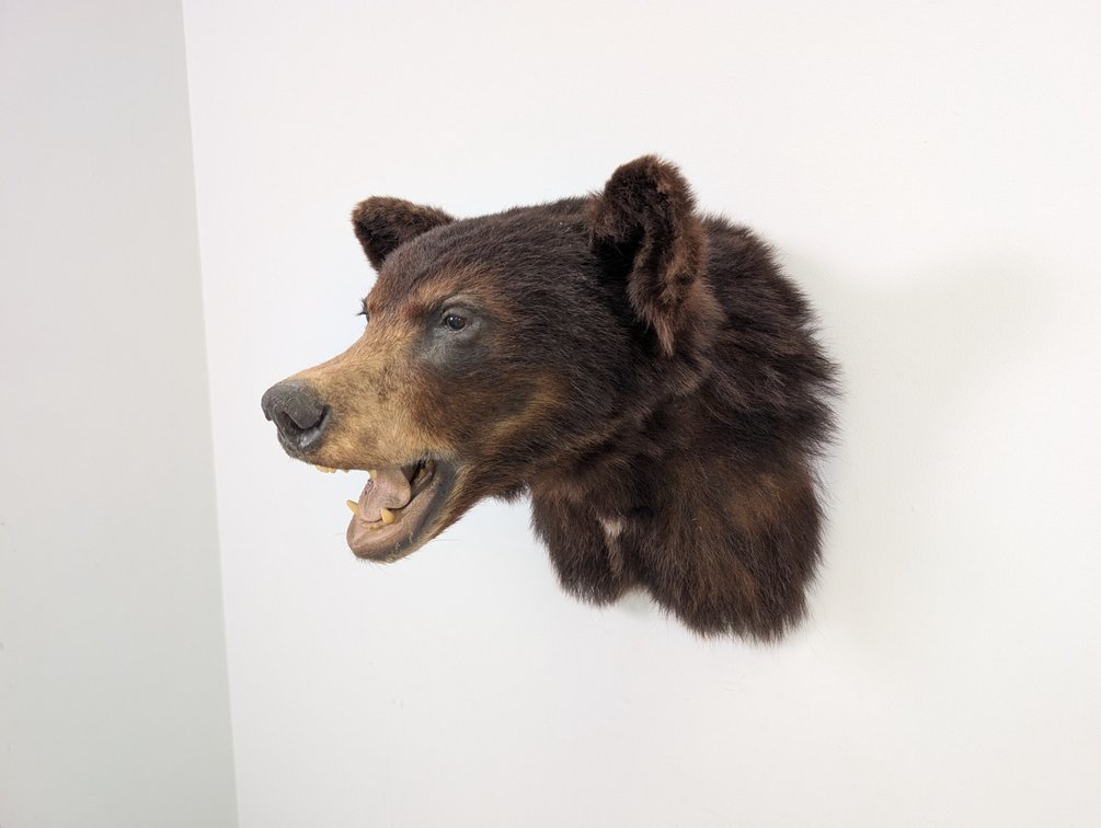 Black Bear