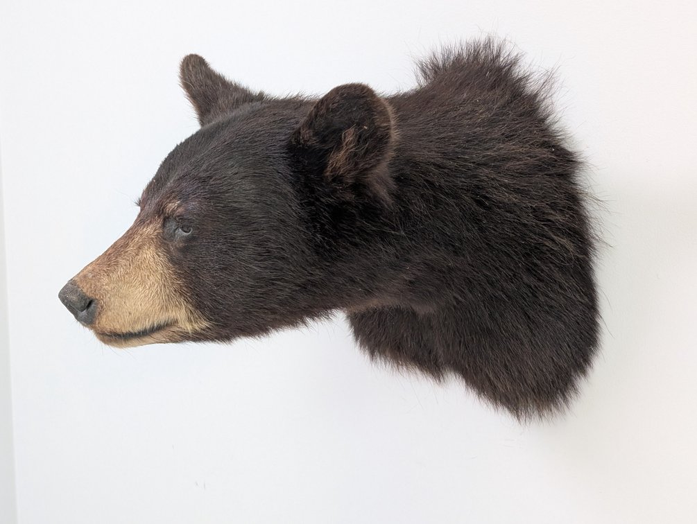 Black Bear
