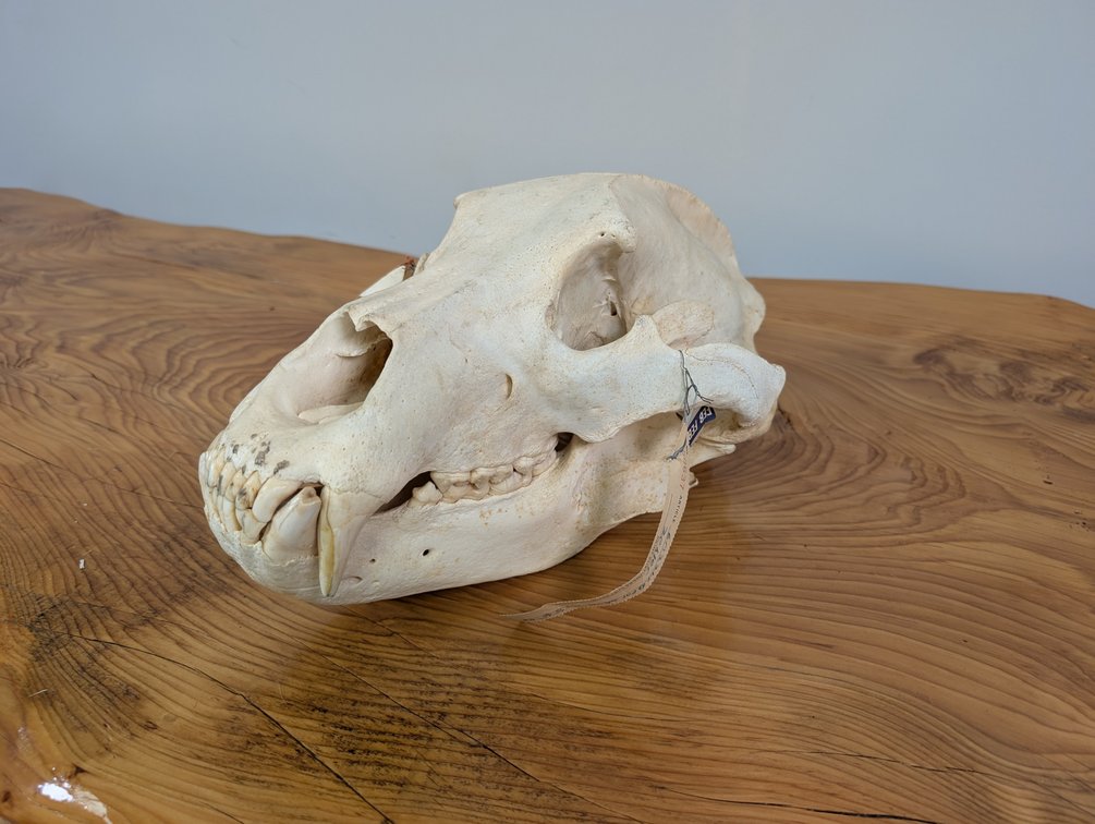 British Columbia Grizzly Bear Skull