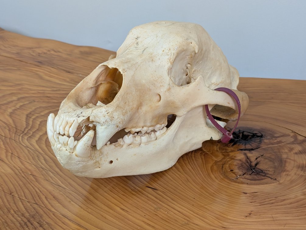 Alaskan Brown Bear Skull