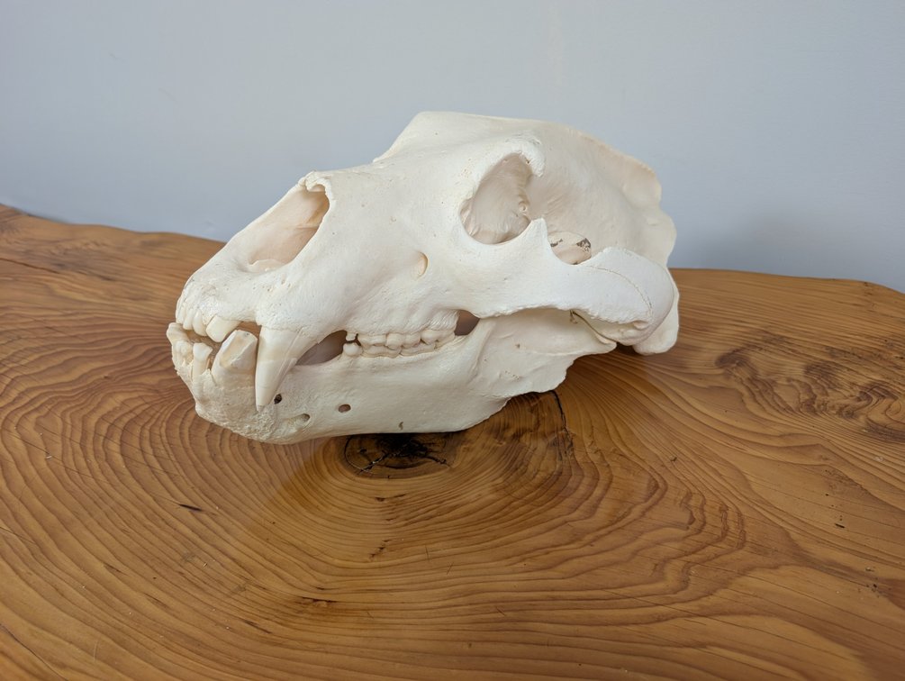Alaskan Brown Bear Skull
