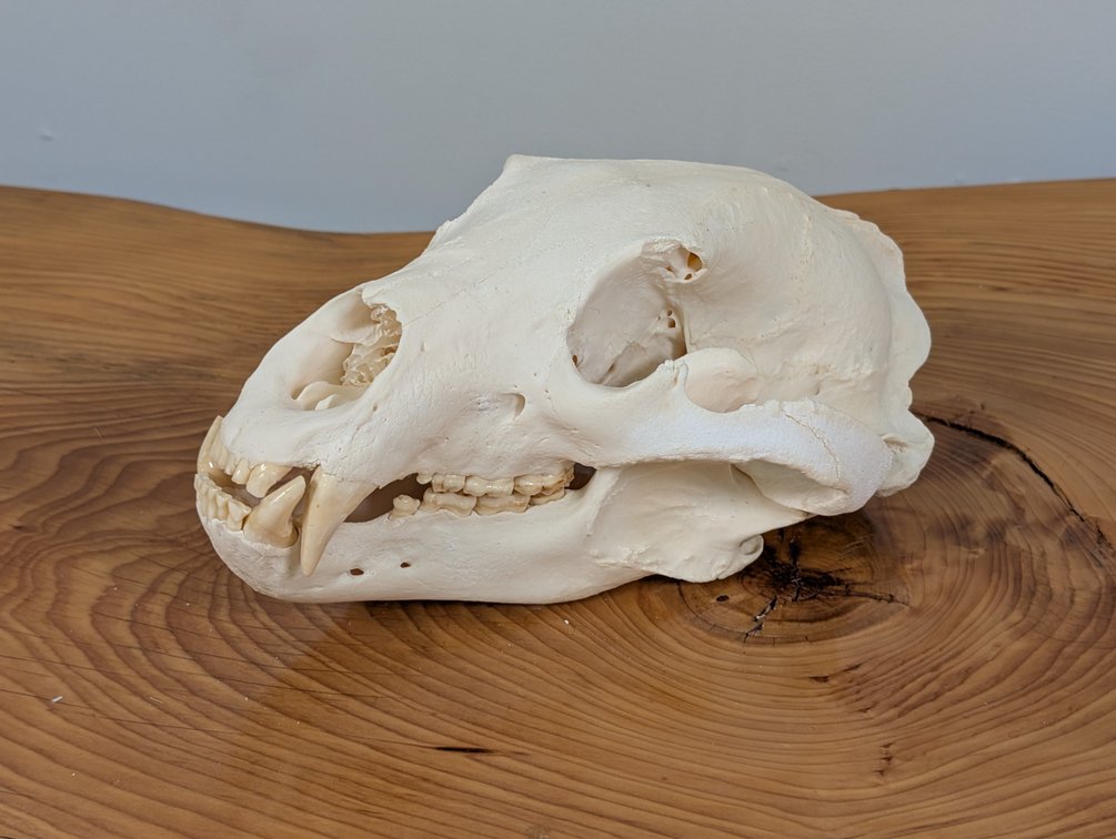 Grizzly Bear Skull