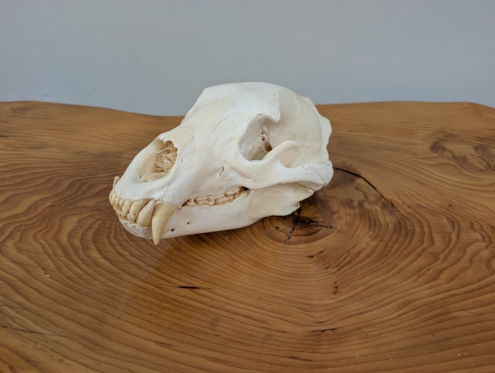 Grizzly Bear Skull