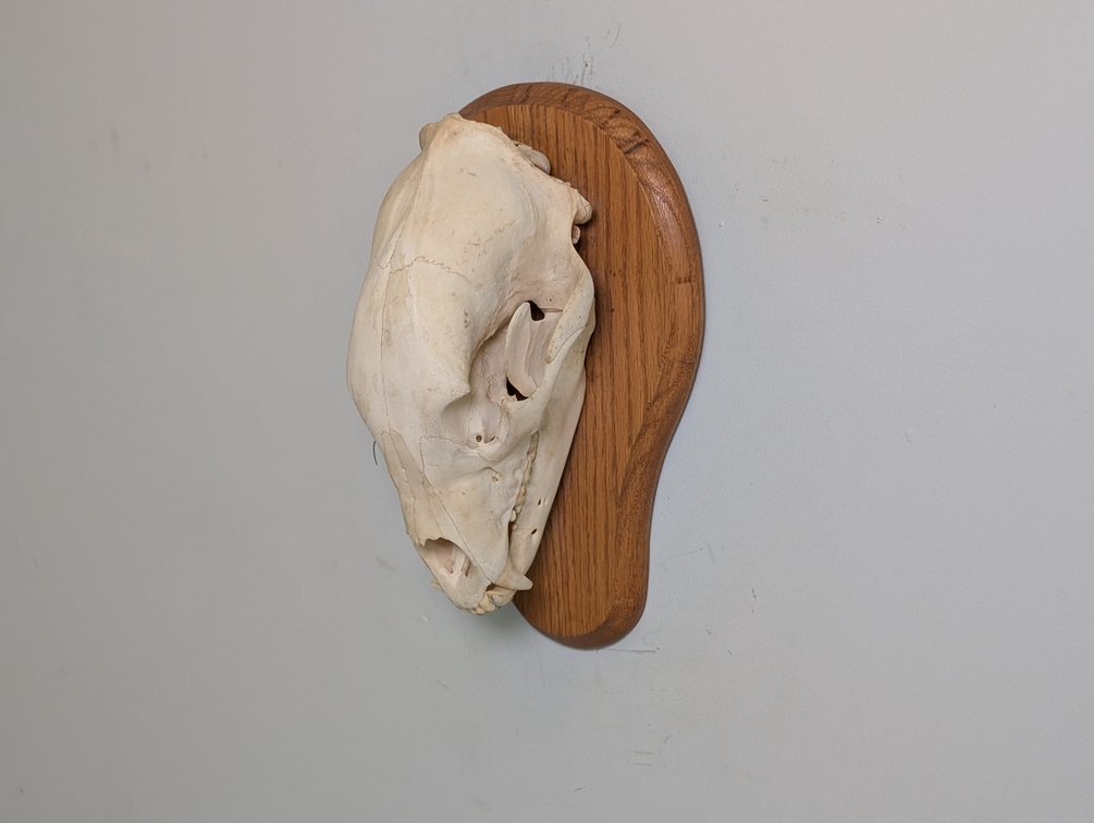Black Bear Skull