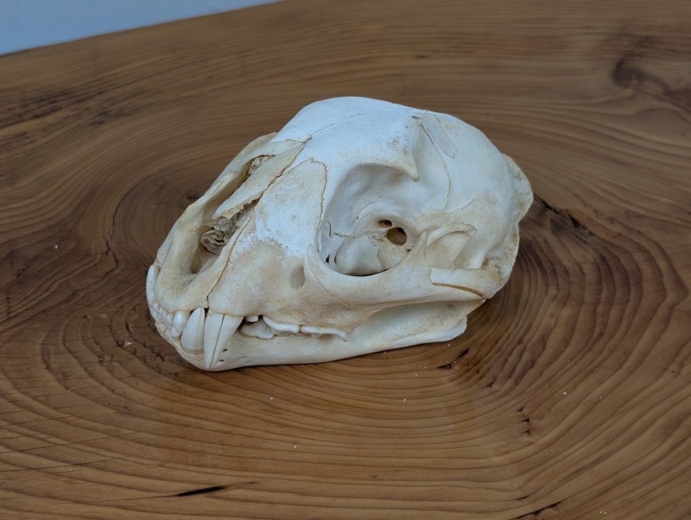 Small Bear Skull