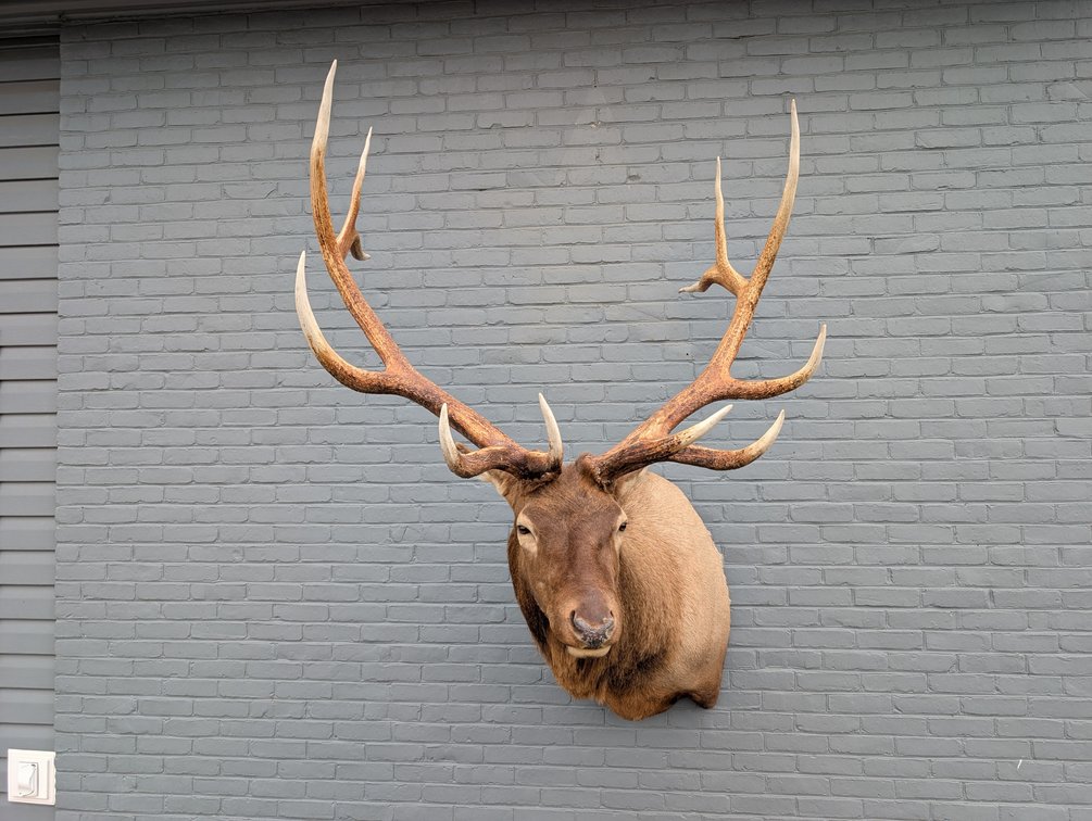 6x6 Elk Shoulder Mount