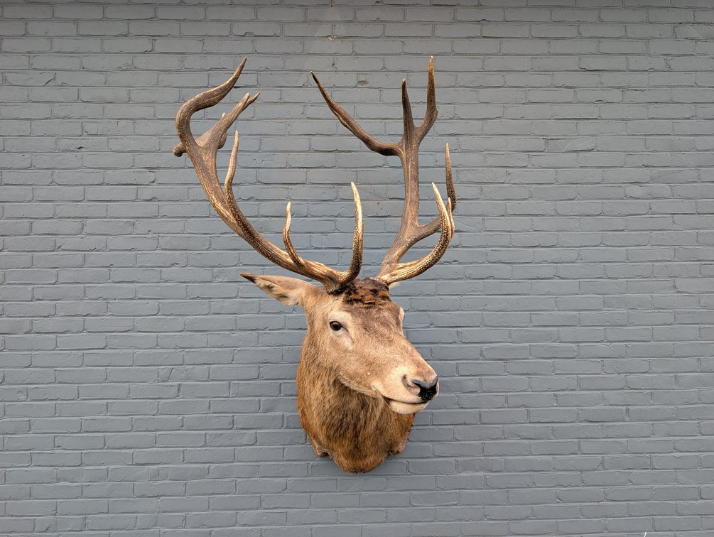 7x8 Red Stag