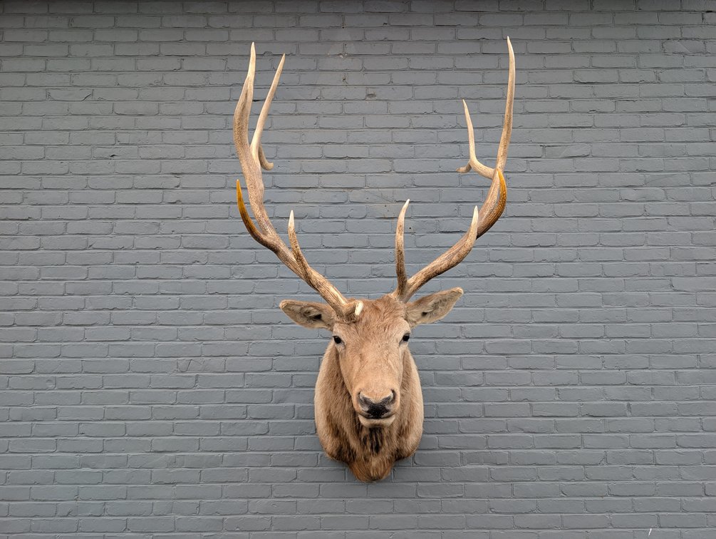 6x6 Elk Shoulder Mount