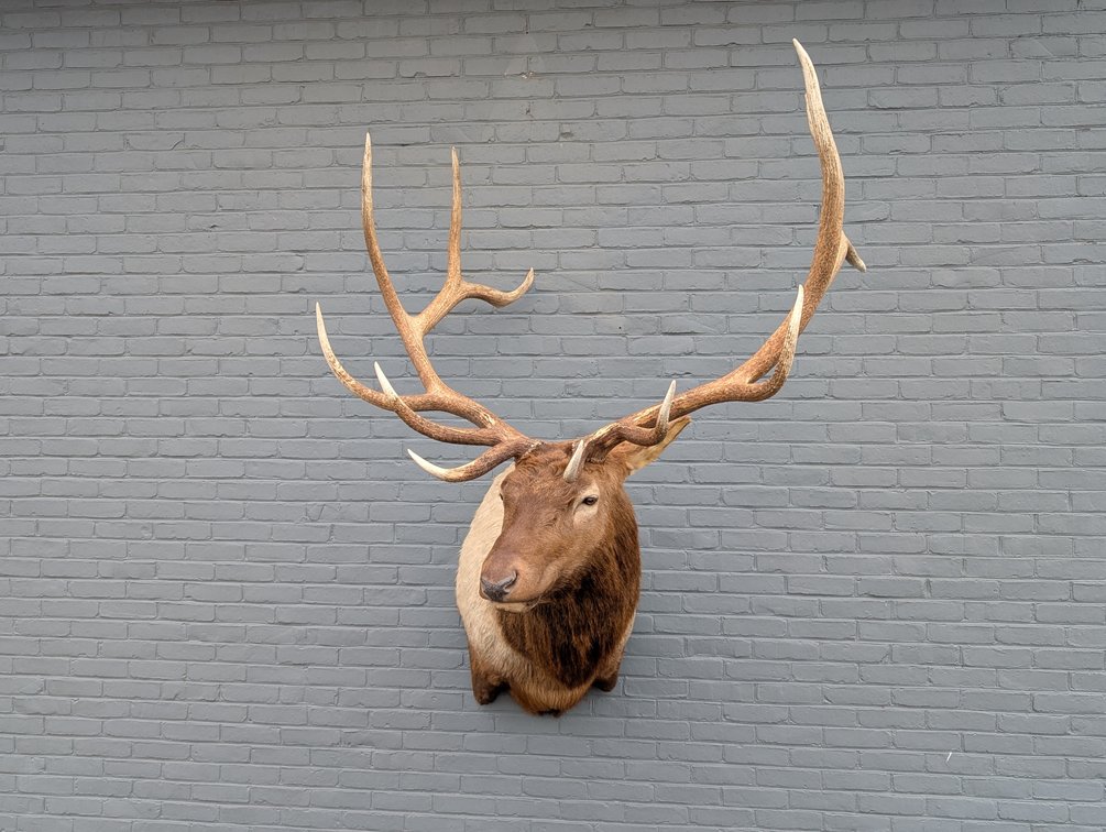 6x6 Elk Shoulder Mount