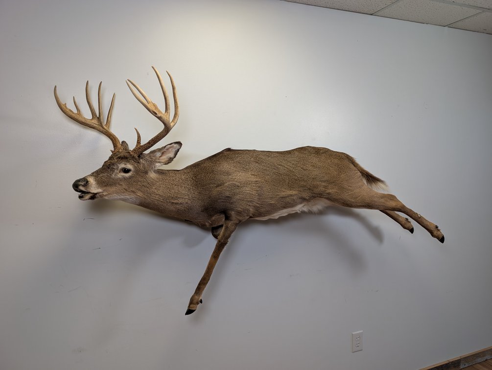 10 Pt Whitetail Wall Mount Full Size