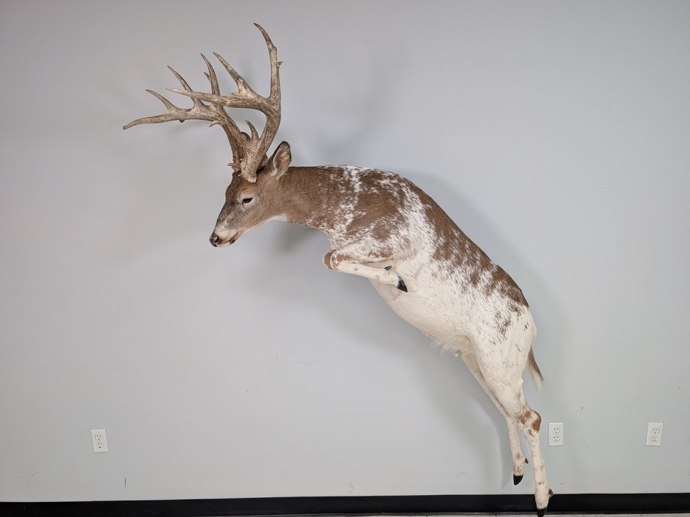15 Pt Piebald Whitetail Wall Mount