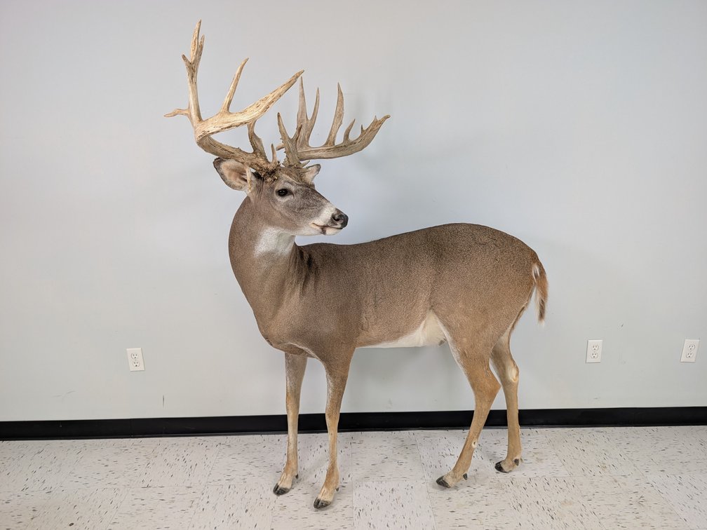 21 Pt Wall Mount Whitetail Standing