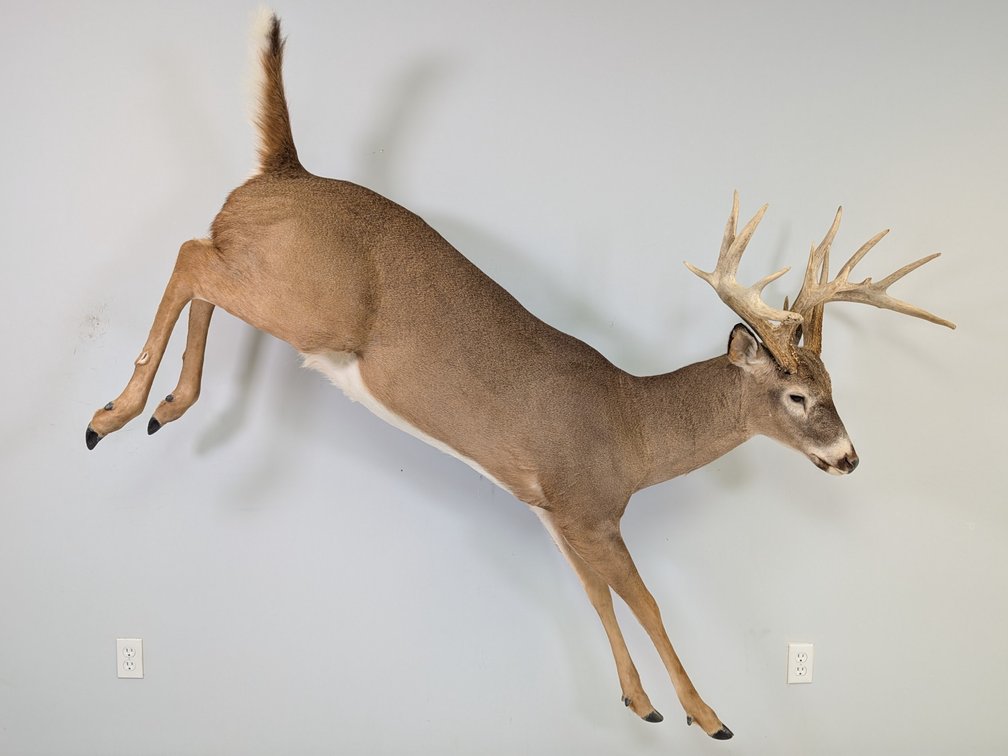 13 Pt Wall Mount Whitetail